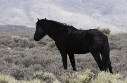 _MG_2504-Picture-of-Black-Wild-Horse-Border-400-600