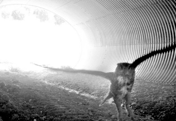 51c1f1820c3c8.preview-620