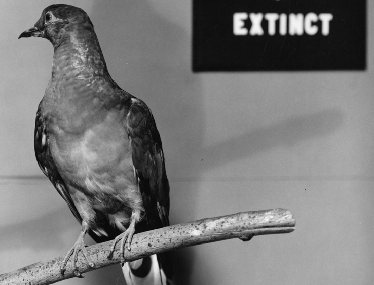 Martha,_a_Passenger_Pigeon