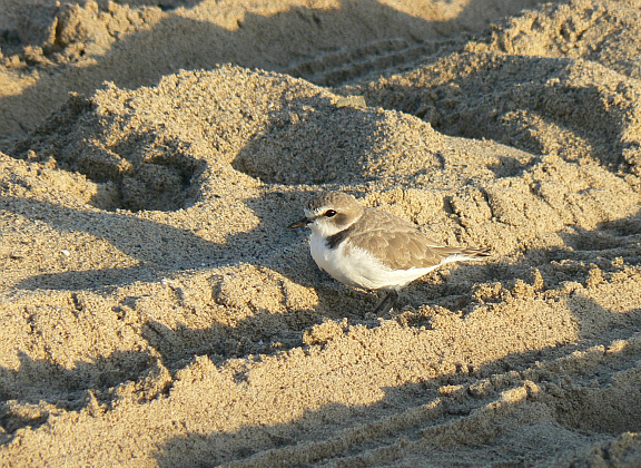 plover-snowy-tire-track