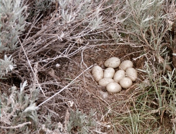 Sage_Grouse_Nest