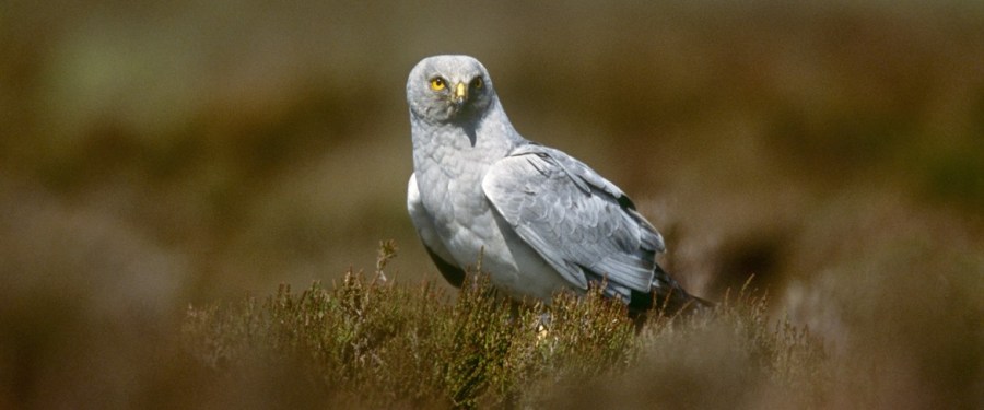 Hen Harrier