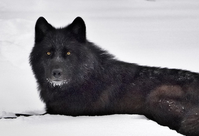 black wolf