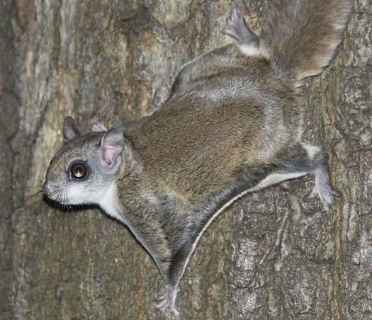 flying squirrel_02