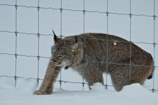 lynx