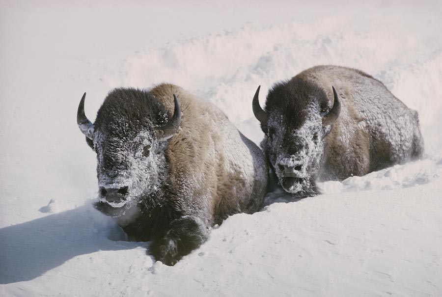 two-bison-move-through-chest-deep-snow-william-albert-allard