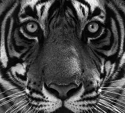 tiger_sh