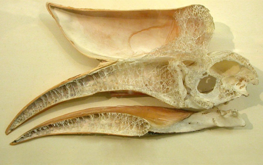 hornbill_skull