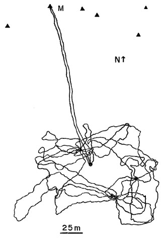Marlow-Tollestrup-1982-tortoise-goes-mining-330-px-tiny-April-2014-Tetrapod-Zoology