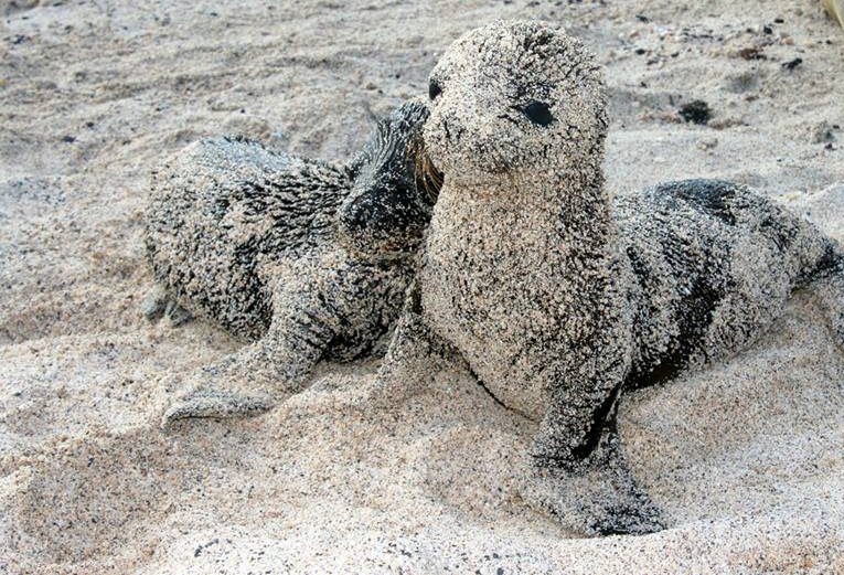 sea lion pups