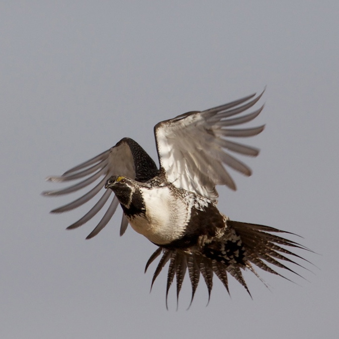 flying_grouse_1