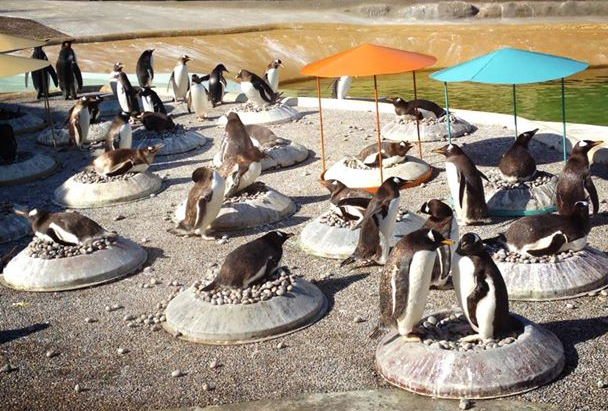 penguins-zoo
