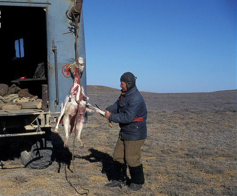 Photo from ARKive of the Saiga antelope (Saiga tatarica) - http://www.arkive.org/saiga-antelope/saiga-tatarica/image-G34938.html