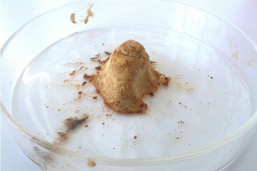 3d-printed-rhino-horn