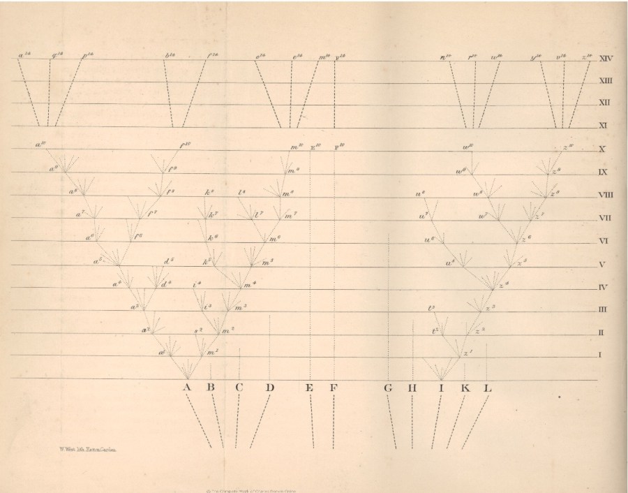 origin-of-species-diagram-full-size