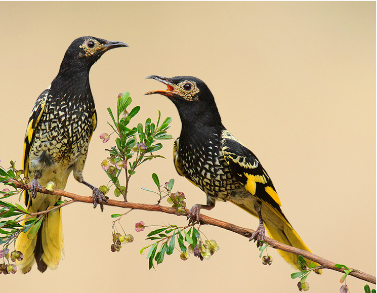honeyeaters