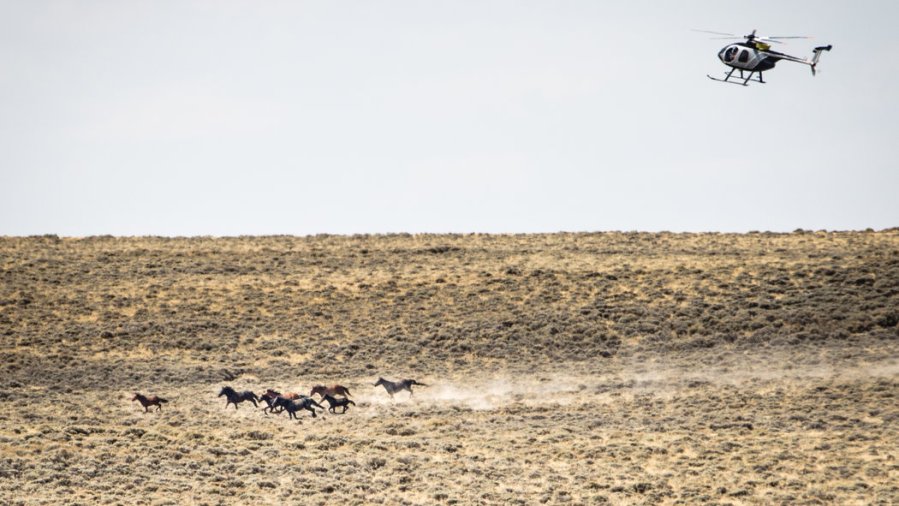 HORSES-SS-slide-V4H5-videoSixteenByNine1050-v2