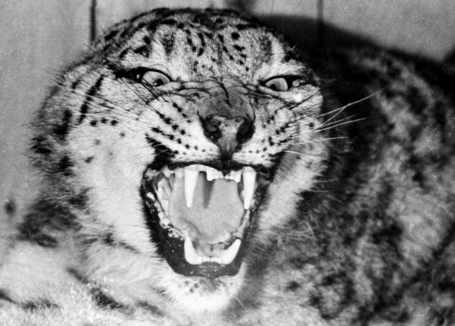 photolenta_big_photo