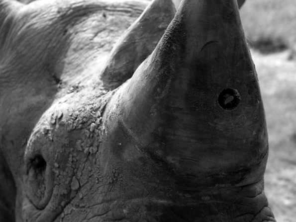 rhino_camera