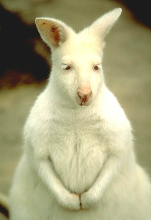albinowallaby