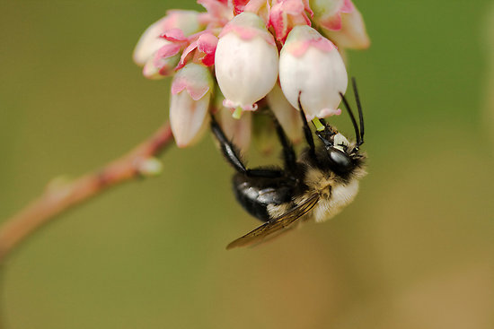 bee-pollinating-blueberry
