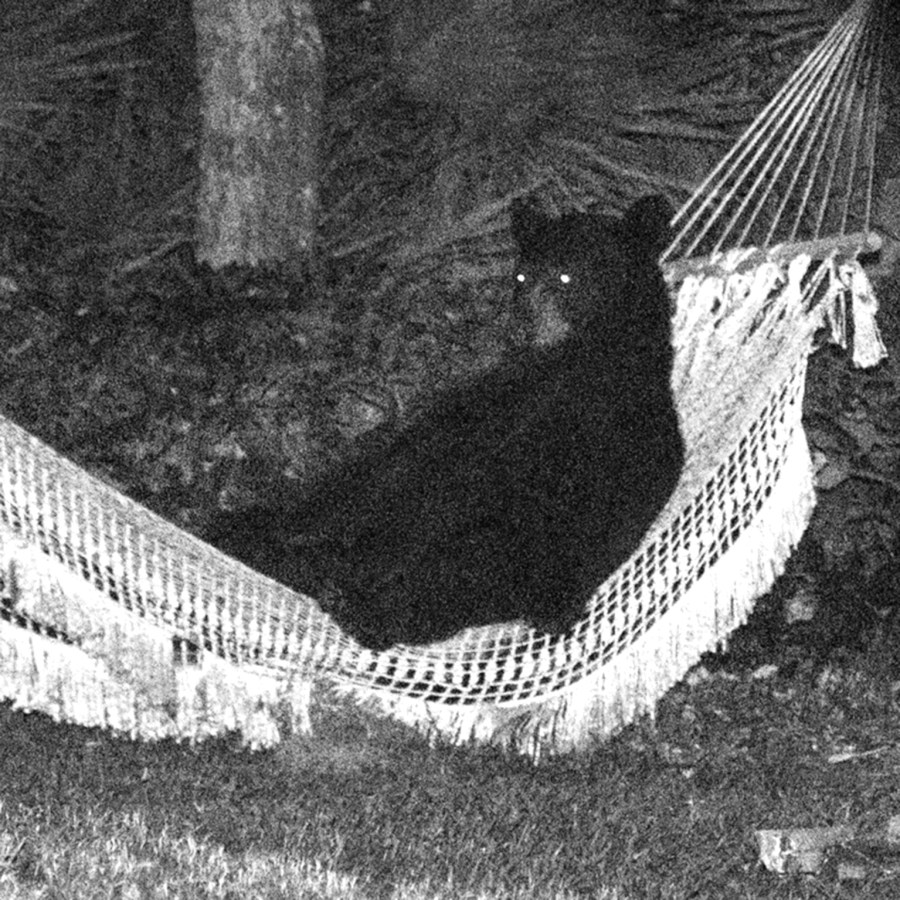 hammock bear