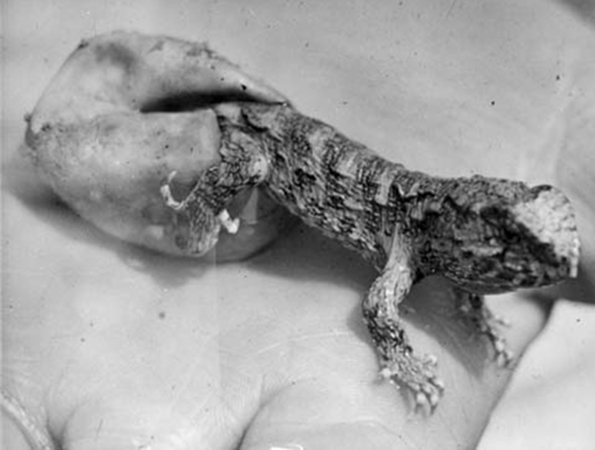 tuatara