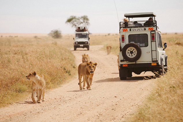 safari