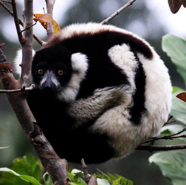 lemur