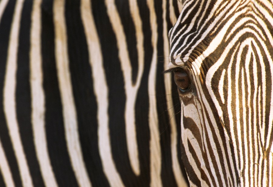 Grevy's zebra portrait