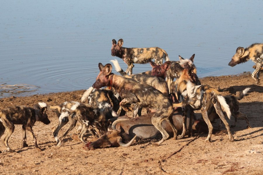 erindi-wild-dog-pack-at-kill-1