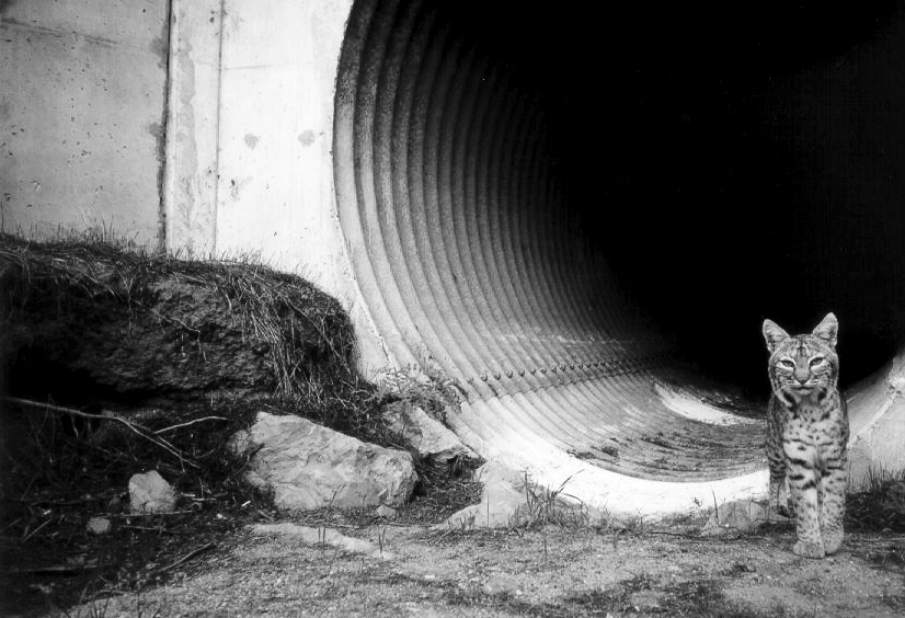 corridor-bobcat copy