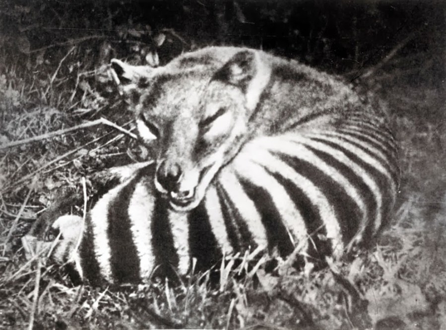Thylacine-Tasmanian-tiger-also-called-Tasmanian-wolf-