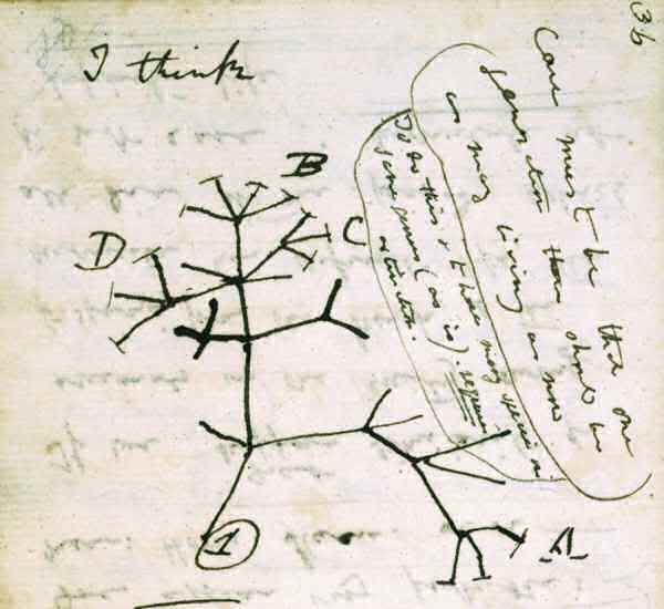 darwin-tree2