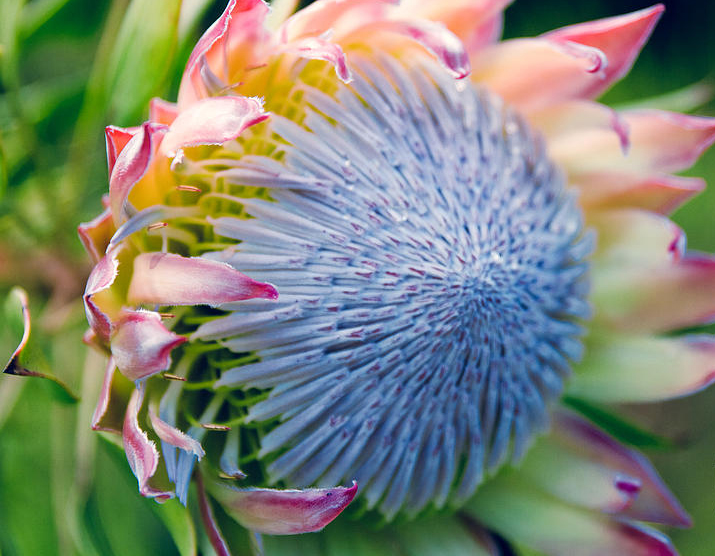 honeypot-king-sugar-bush-king-protea