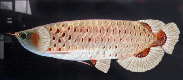 arowana