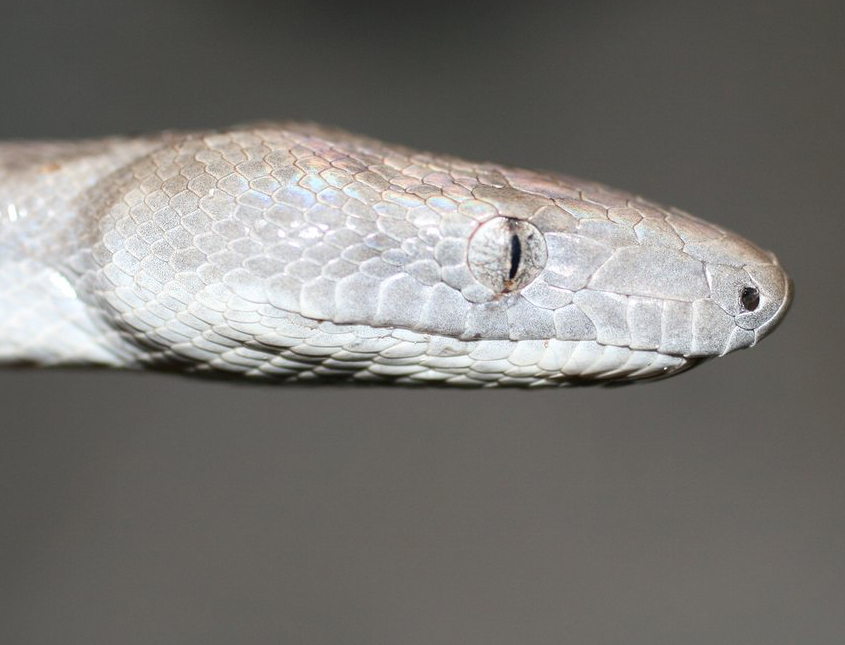 silver snake