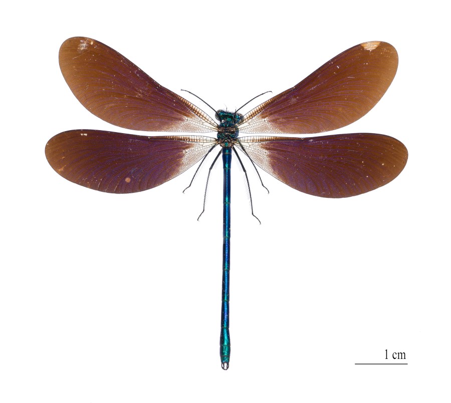 Calopteryx virgo meridionalis