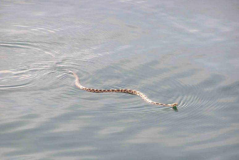 eastern_foxsnake_swimming