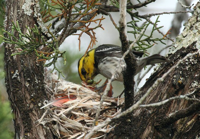 warbler