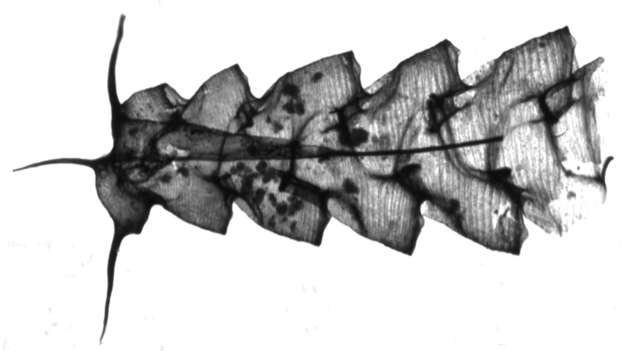 diplograptine_graptolite_species