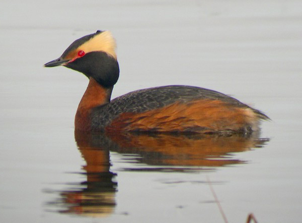 horned grebe
