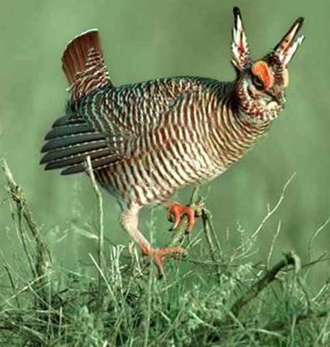Lesser Prairie Chickens Protections