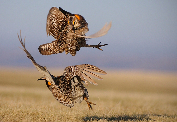 Greater Prairie-Chicken