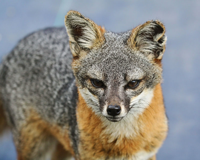 7004280961_489910080a_c