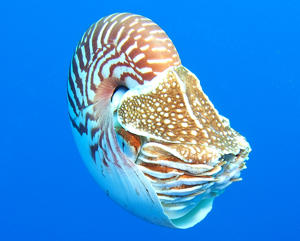 nautilus_closeup_web