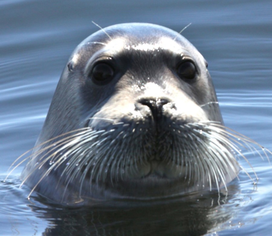 bearded-seal