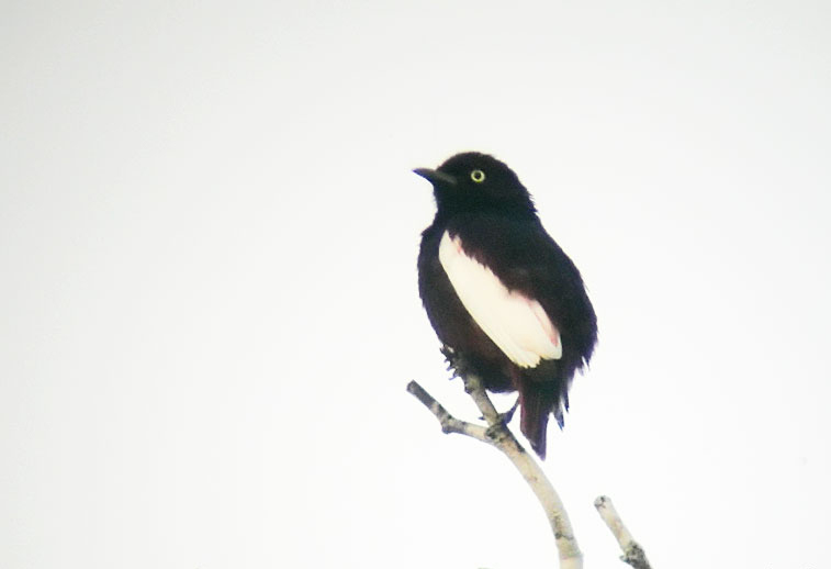 bird