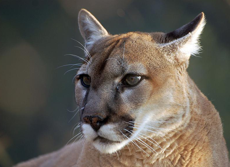 cougar
