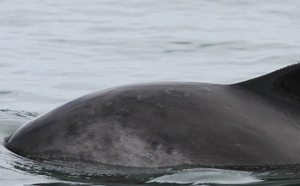 phocoena